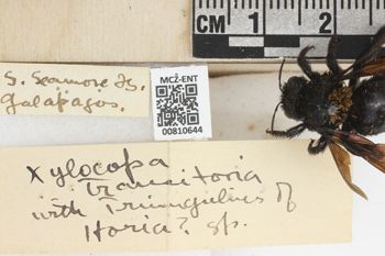 Media type: image;   Entomology 810644 Aspect: labels